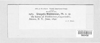 Ustacystis waldsteiniae image